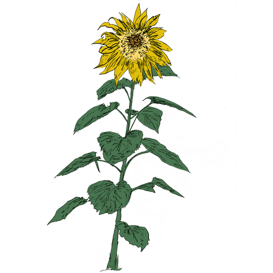 Brian d'Souza / Auntie Flo - Music To Watch Seeds Grow By 007 (Sunflowers) Cassette
